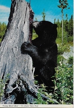 Postcard - Bär  14,5 x 10,5 cm