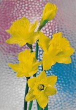 Bloemen  14,5 x 10,5 cm