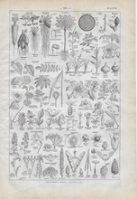 Plante 28 x 18 cm